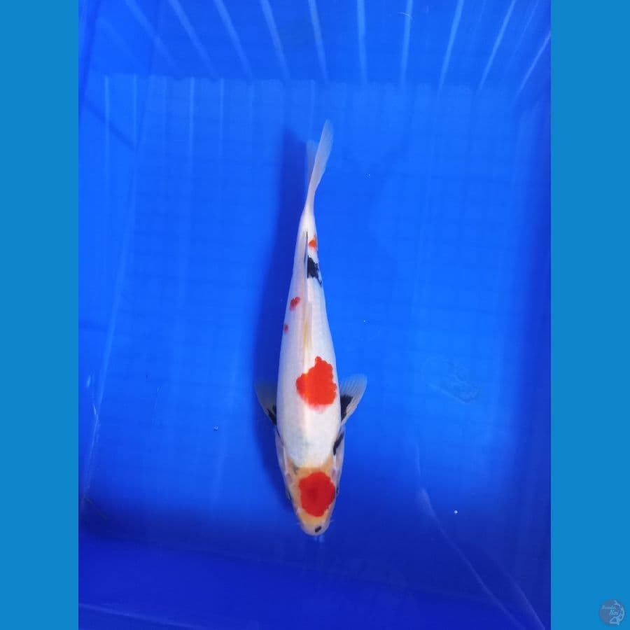 Showa