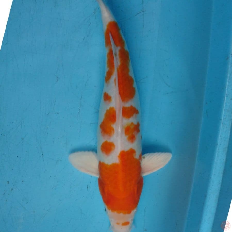 KOYO 39 CM
