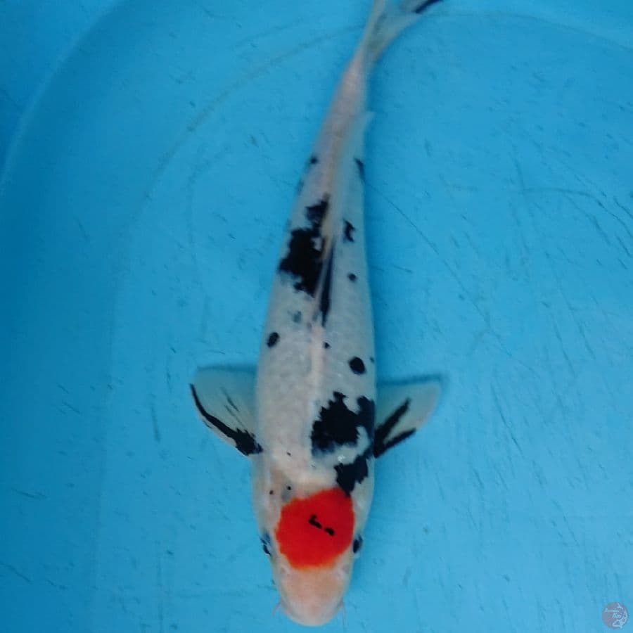 TNCHO SHOWA ORIGINAL 35 CM