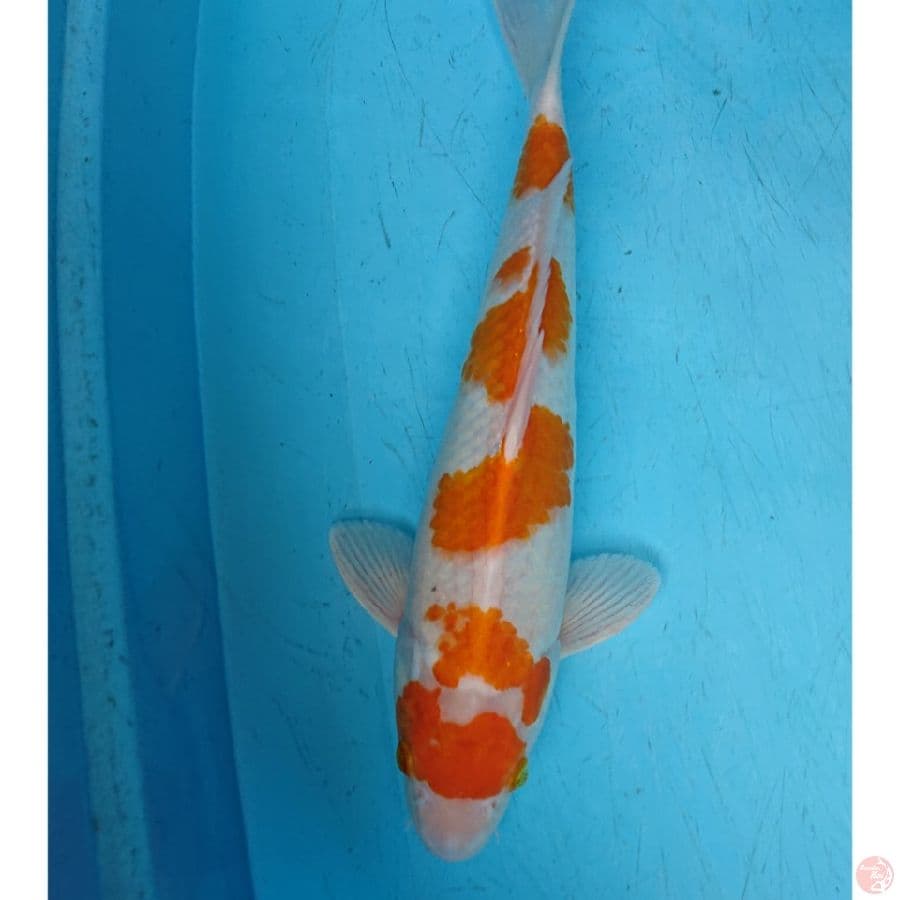 KOYO 39 CM