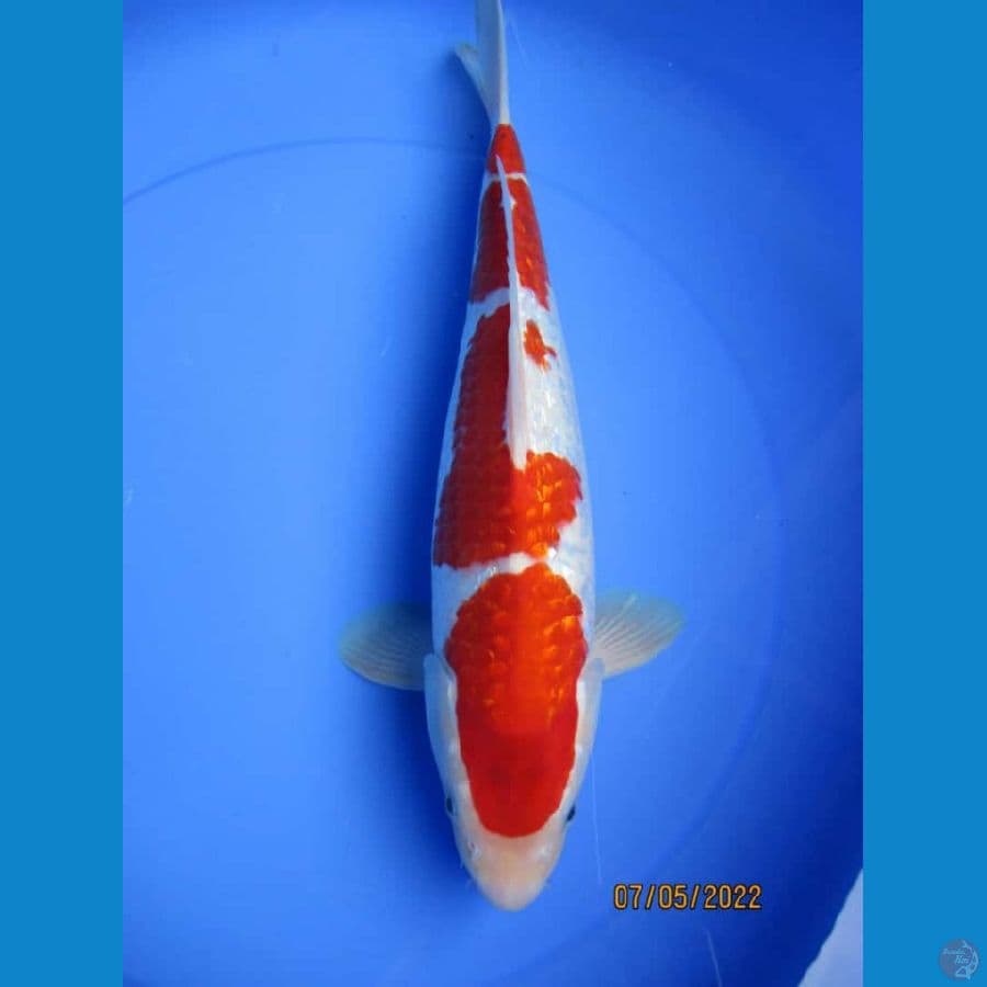 MKC KOI GRUB