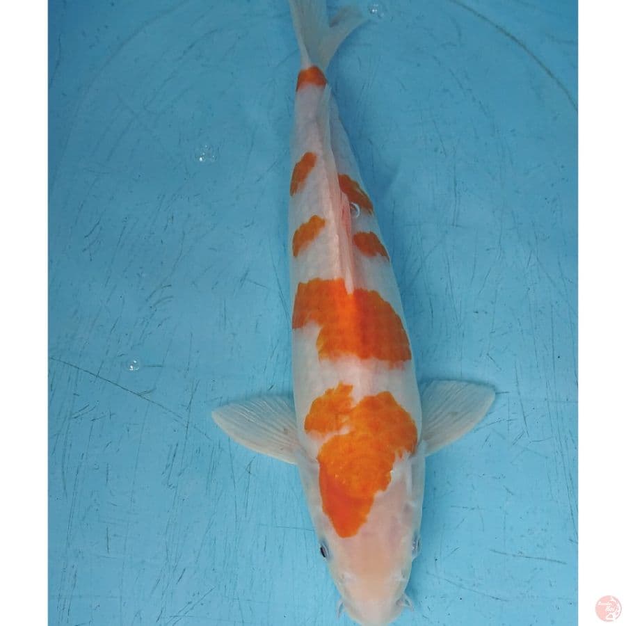 JUMBO KOYO 43 CM
