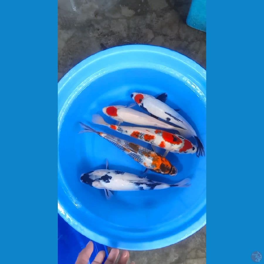 PAKET MIX PELENGKAP KOLAM 27-30cm