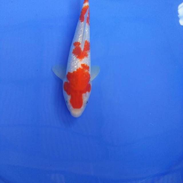Kohaku Gindrin 25BU