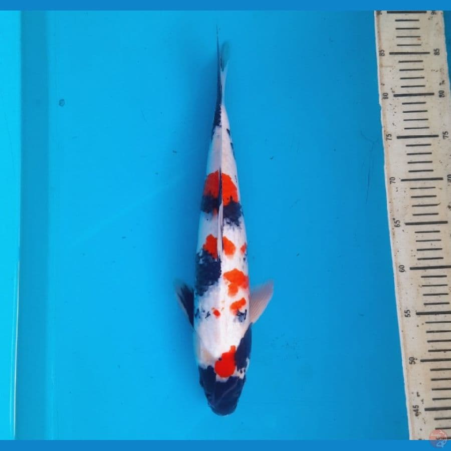 Kindai showa 40cm Male