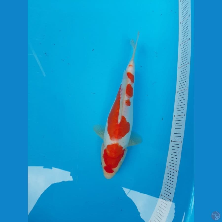 Kohaku Doitshu Original 31 cm