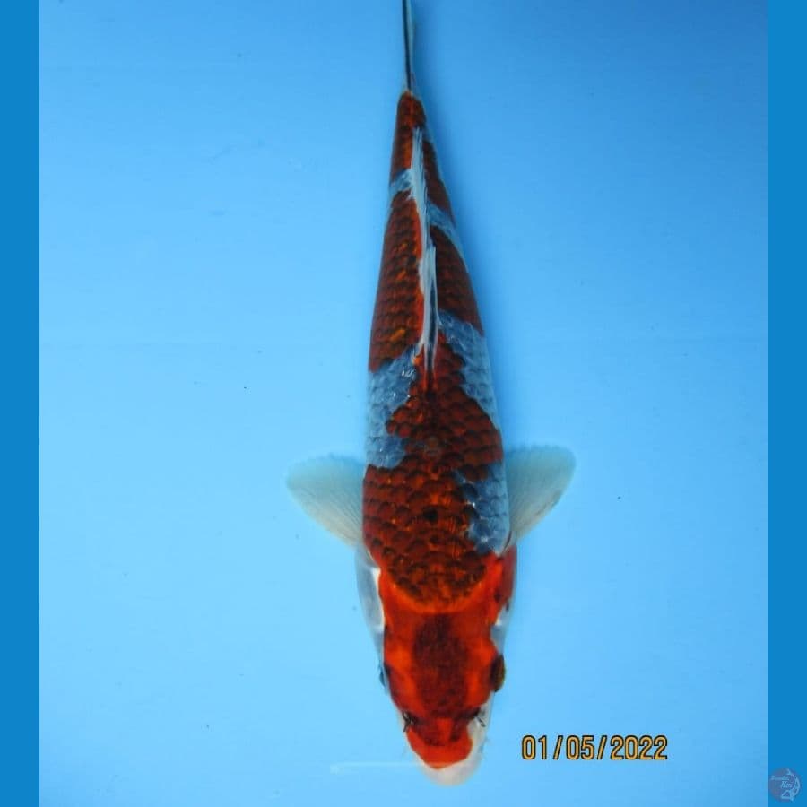 MKC KOI GRUB