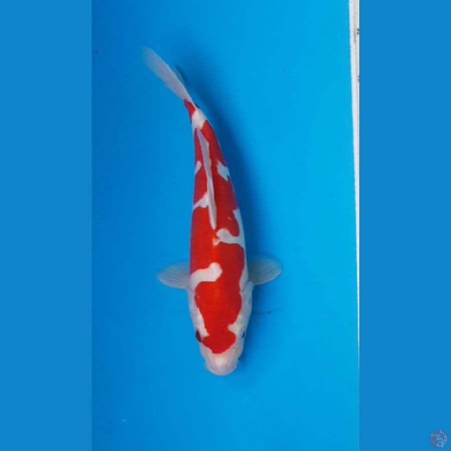 KOHAKU DOITSU MURNI 31 cm