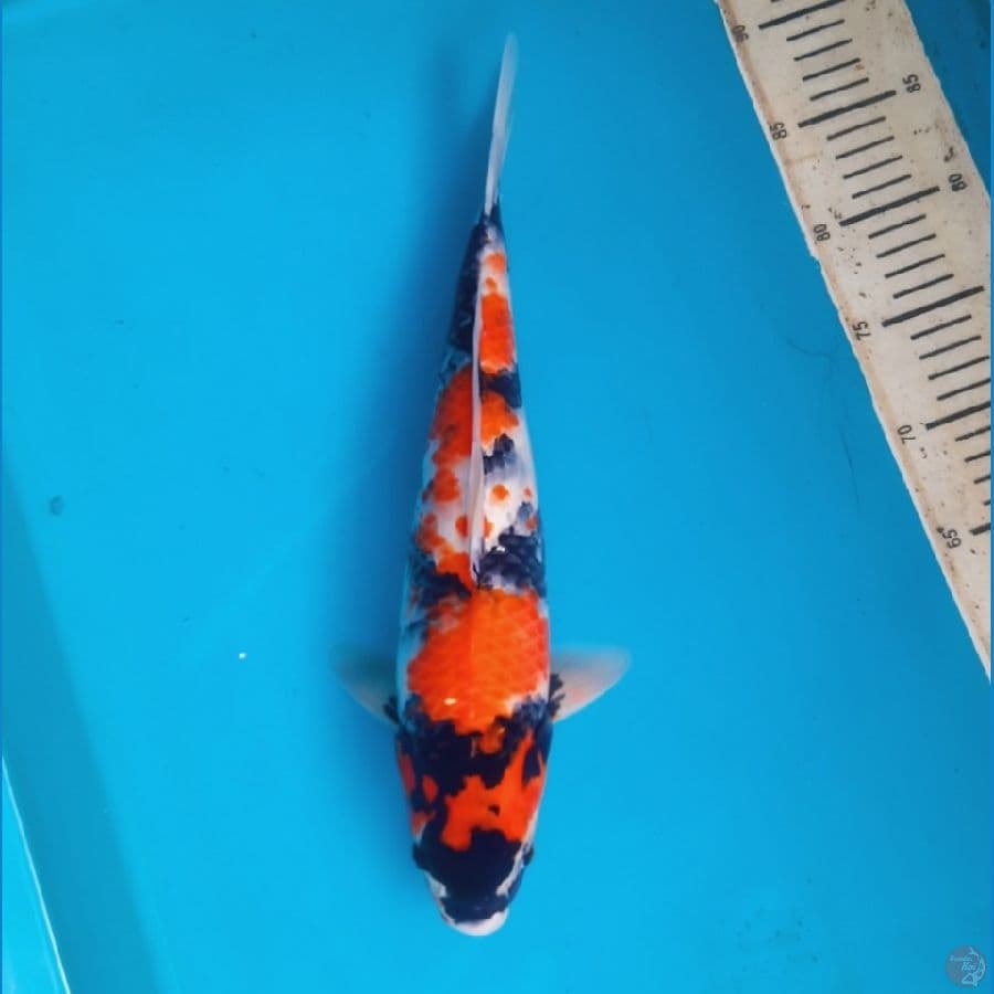Showa 37cm Female