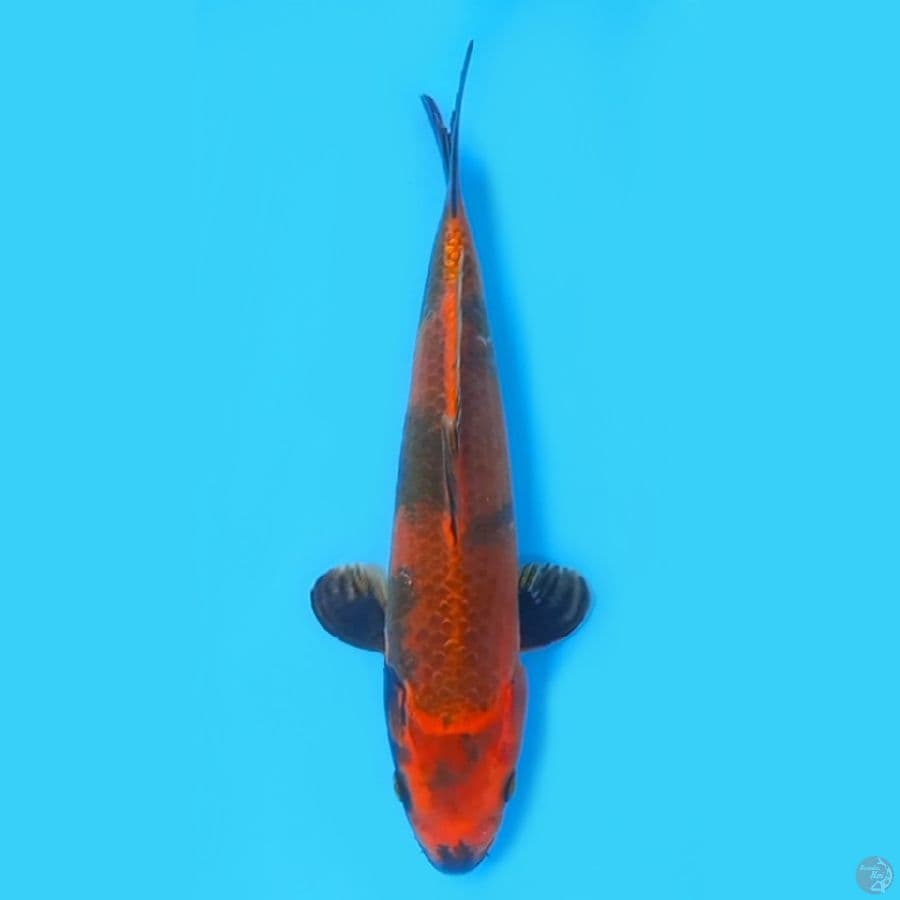 KAGE HI UTSURI 29cm MALE