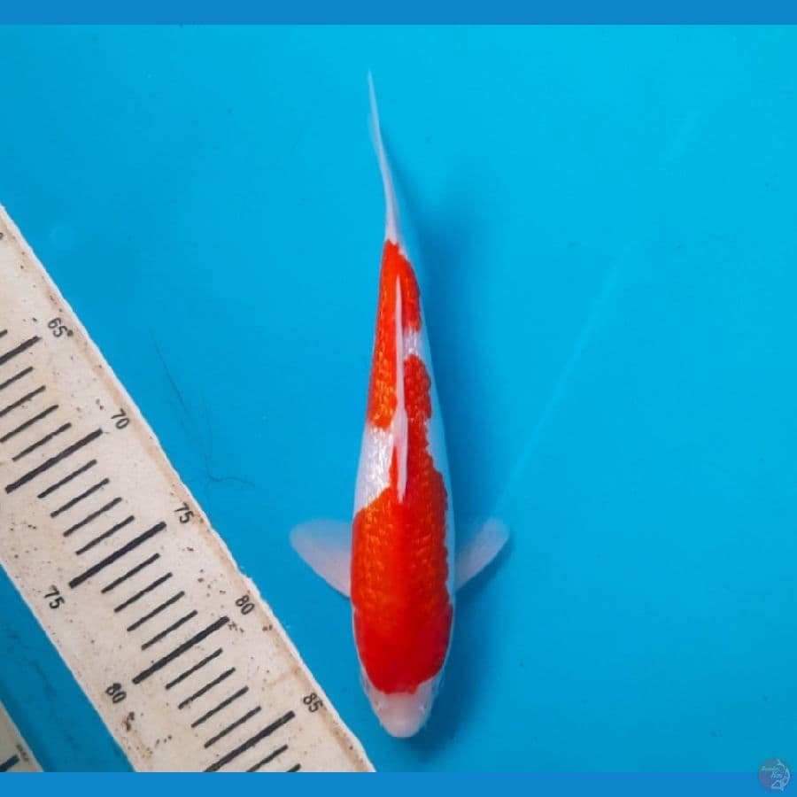 Ginrin Kohaku 28cm Male