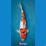 Sanke 40cm Female