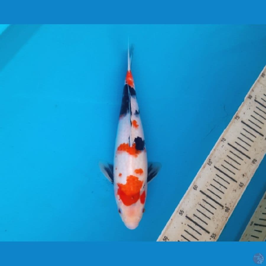 Showa 32cm Female