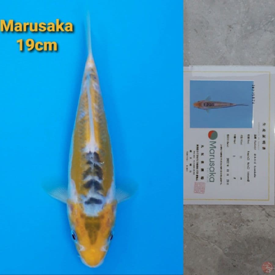 MARUSAKA AYAWAKABA 19CM