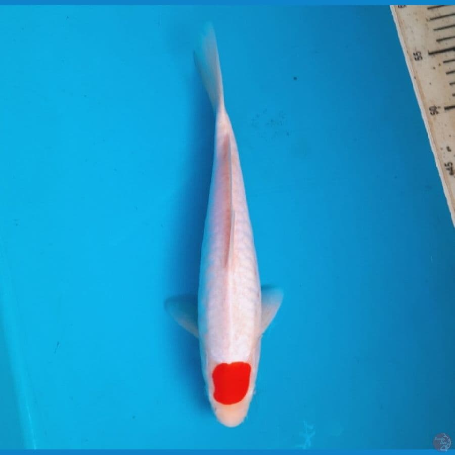 Tancho aragoke 31cm Female