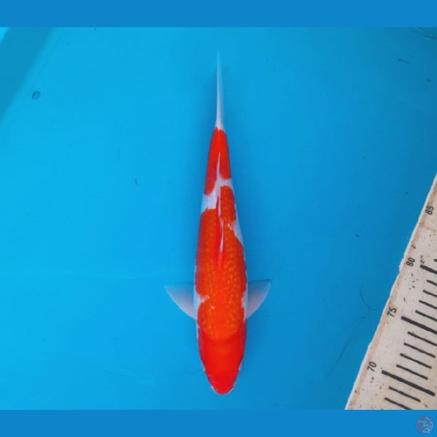 Ginrin Kohaku 28cm Male