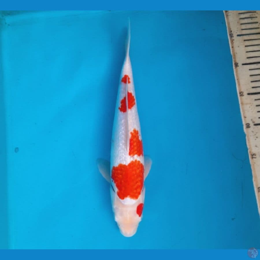 Ginrin Kohaku 33cm Male