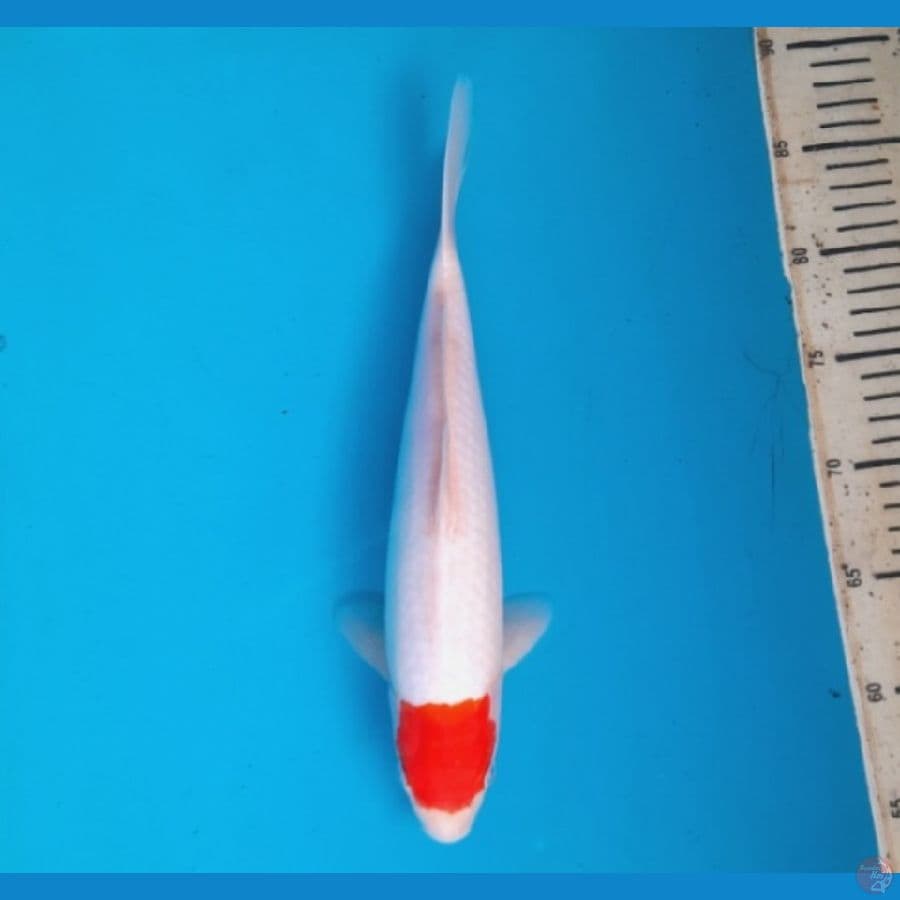 Tancho Kohaku 32cm Female