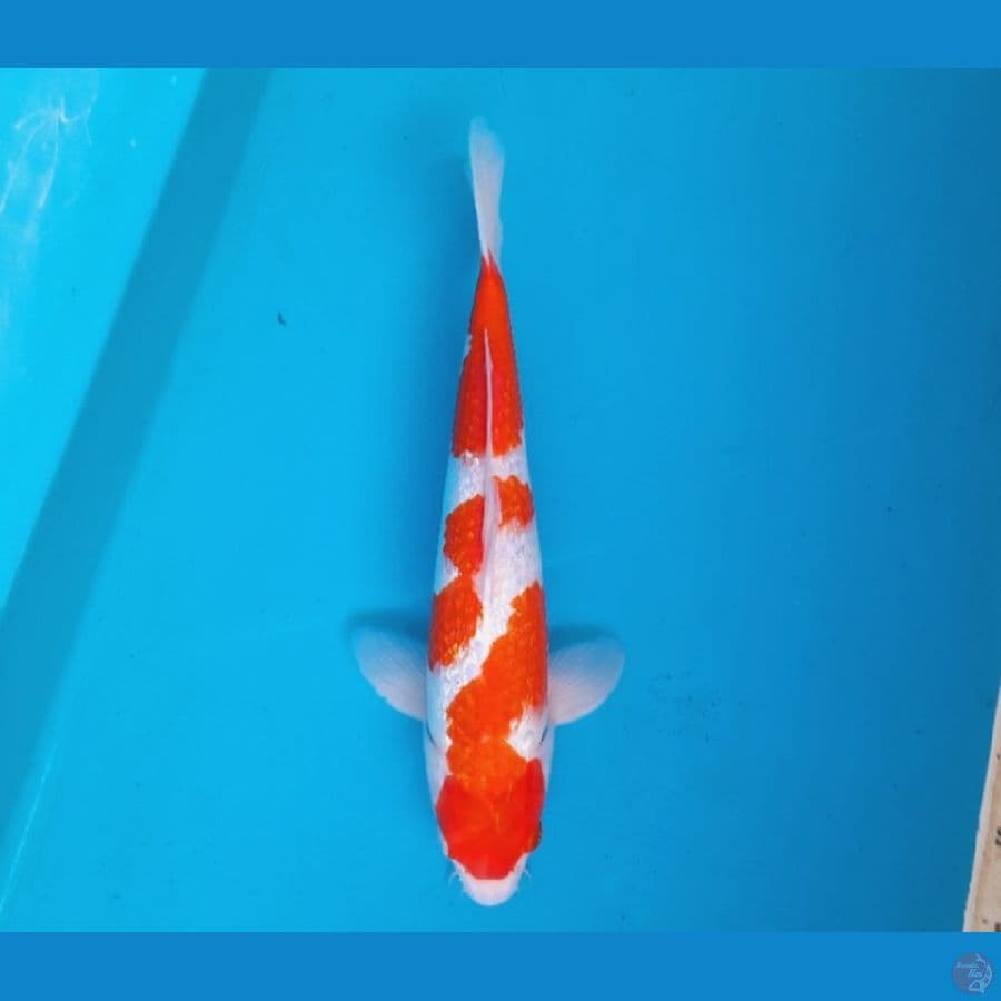 Ginrin Kohaku 31cm Male