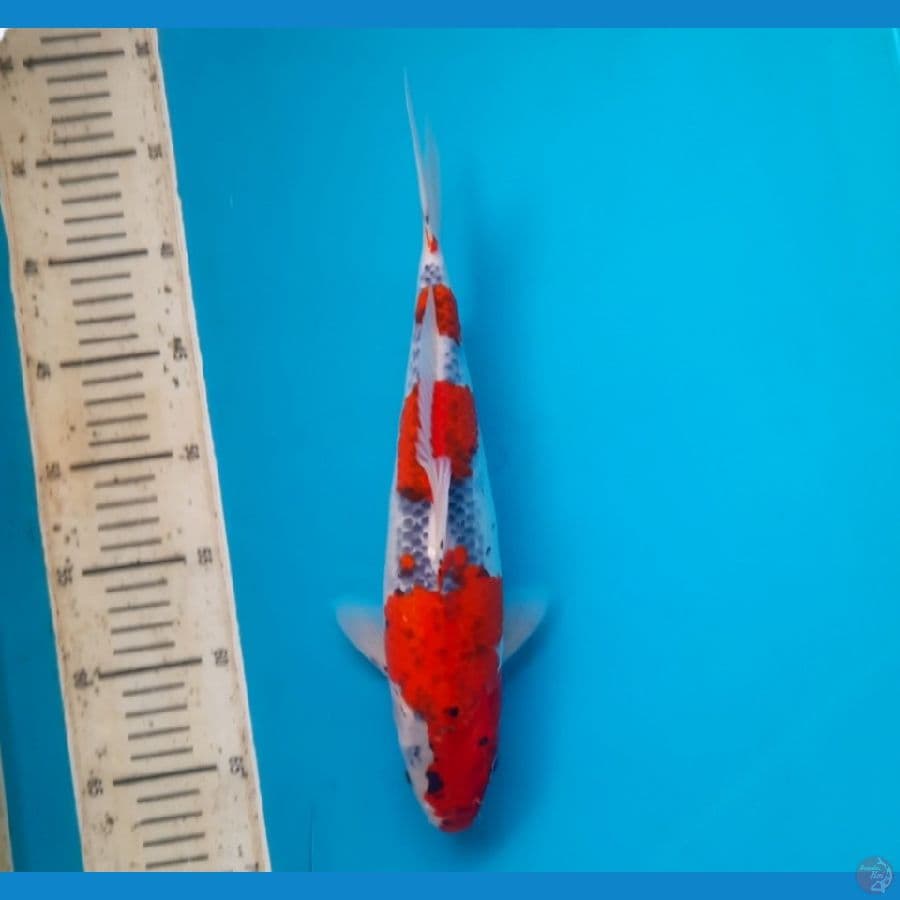 Goshiki 34cm Male
