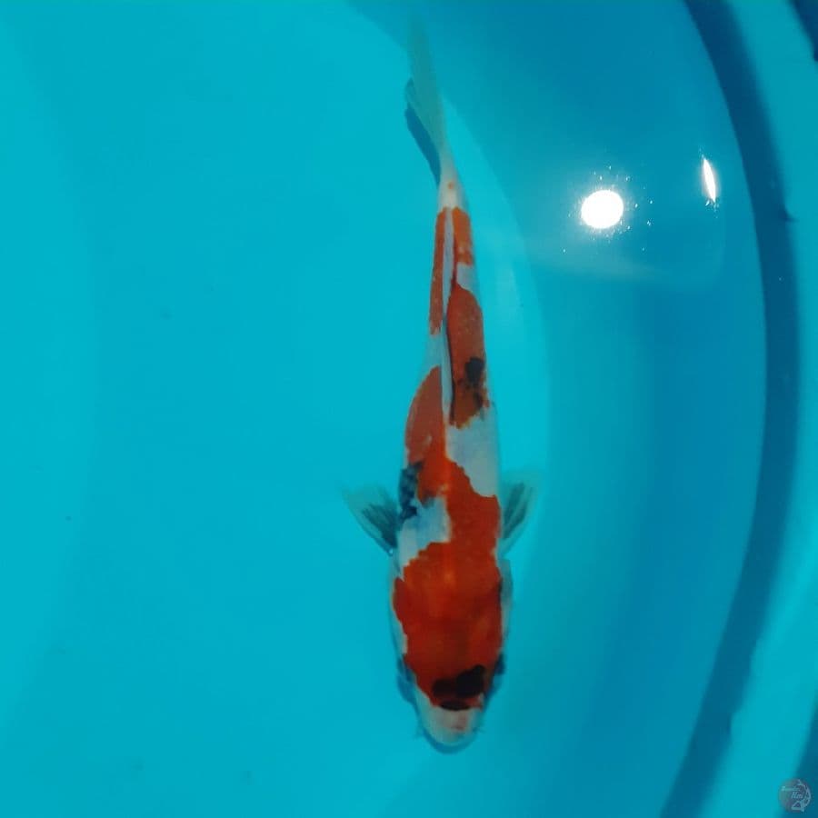 *SHOWA//ML/ 21 CM*