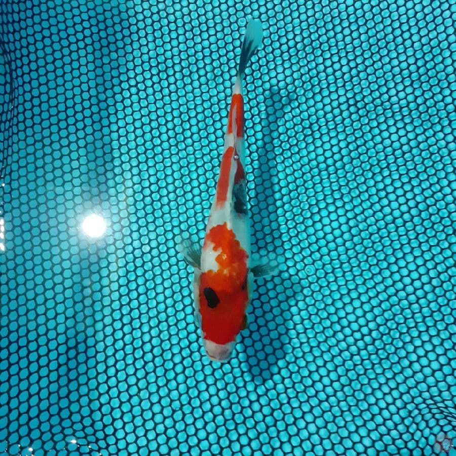 *SHOWA//ML/20 CM*