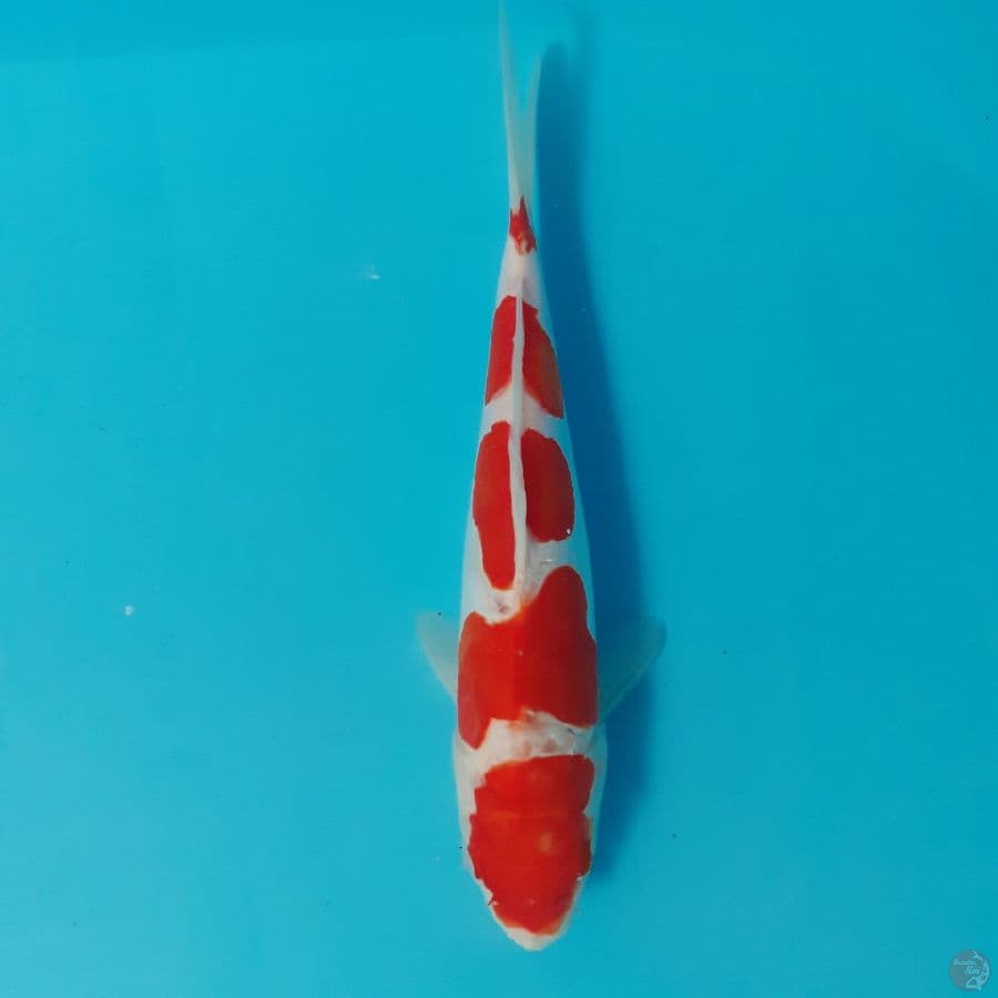 *KOHAKU //ML/24 CM*