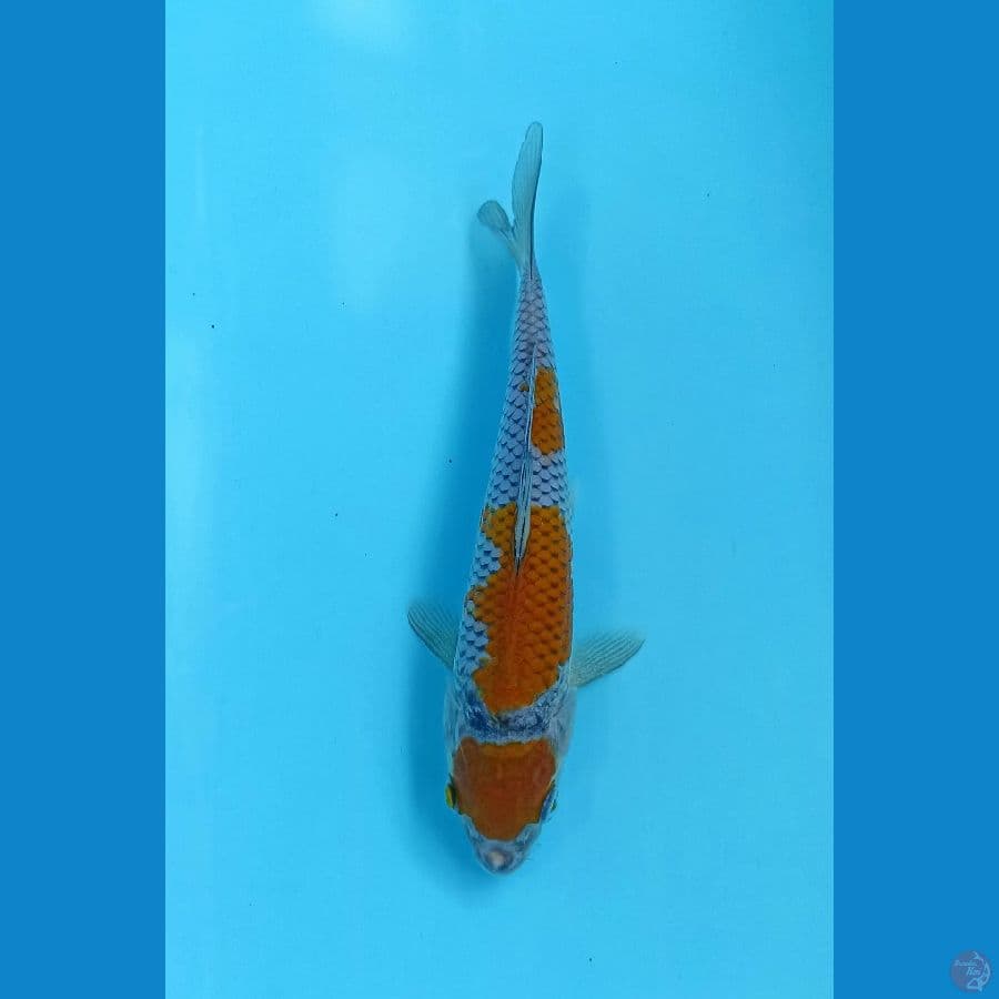 maruten uchiba 19cm