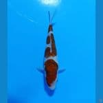 Budo Goromo 27 CM
