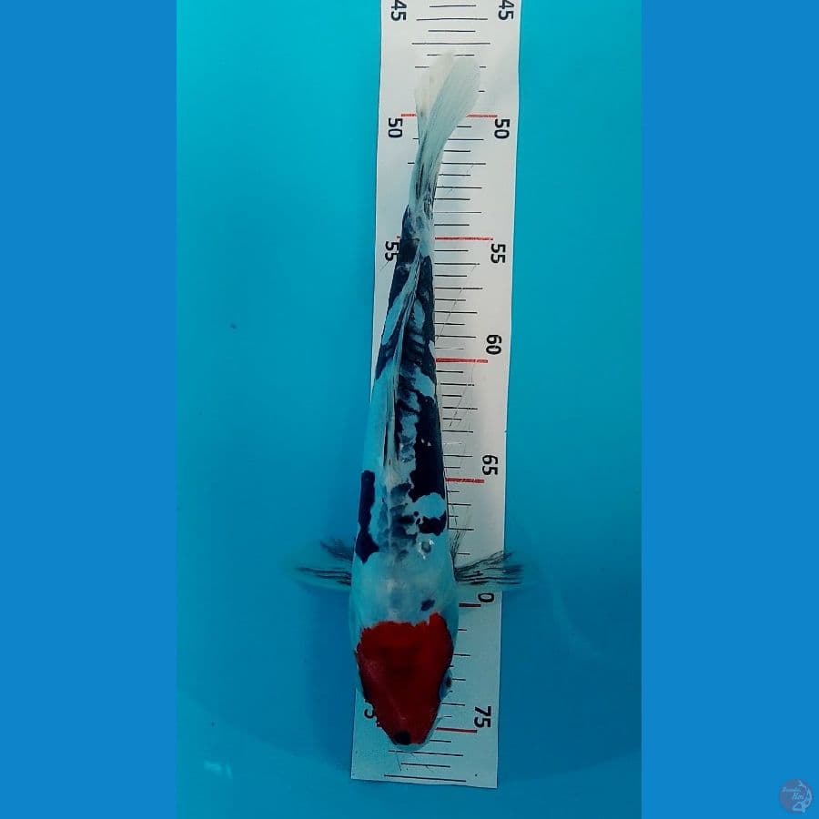 Showa Doitsu 27cm