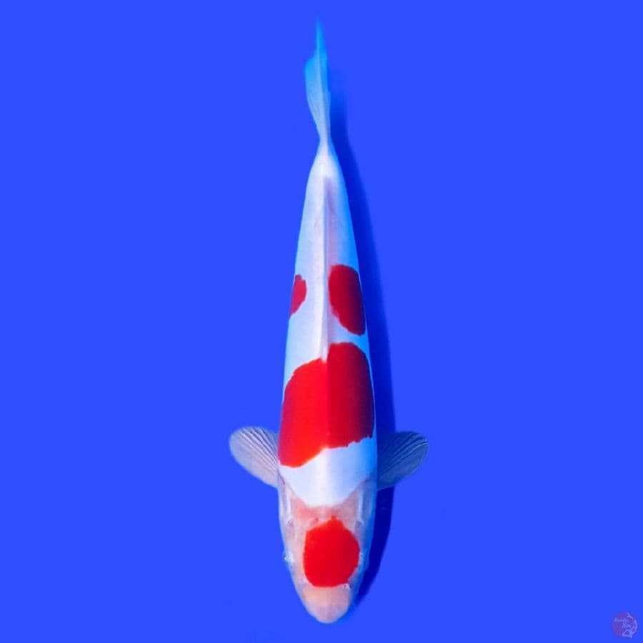 MARUTEN KOHAKU DOITSU ~26CM ORIGINALL~