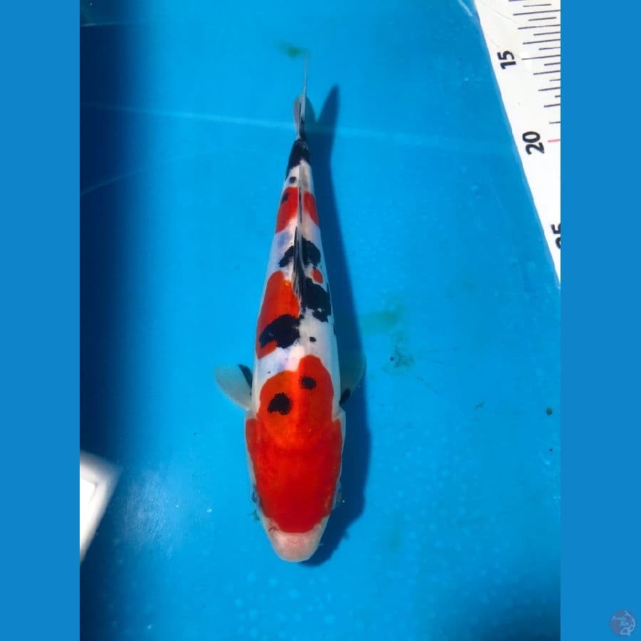 sanke doitsu murni 22cm