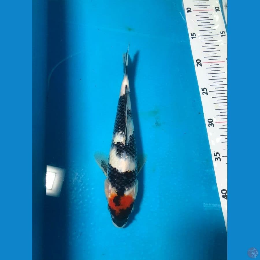 TC showa 26cm