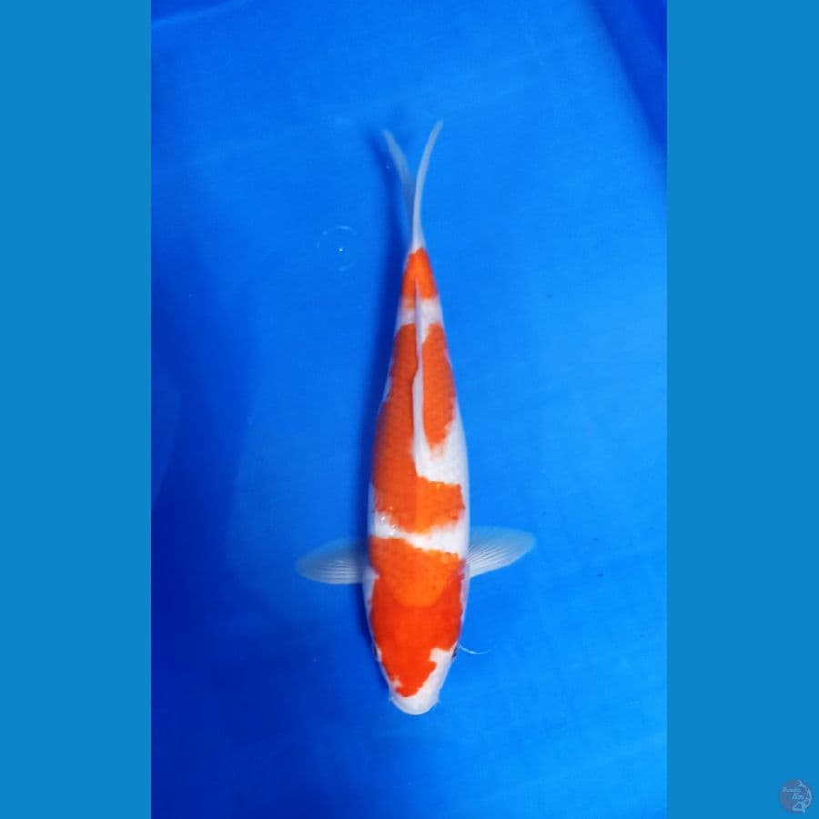 KOHAKU 3 STEP
