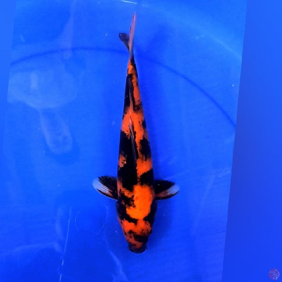 Hi Utsuri 27cm male