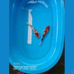 kohaku sanke 25-28cm