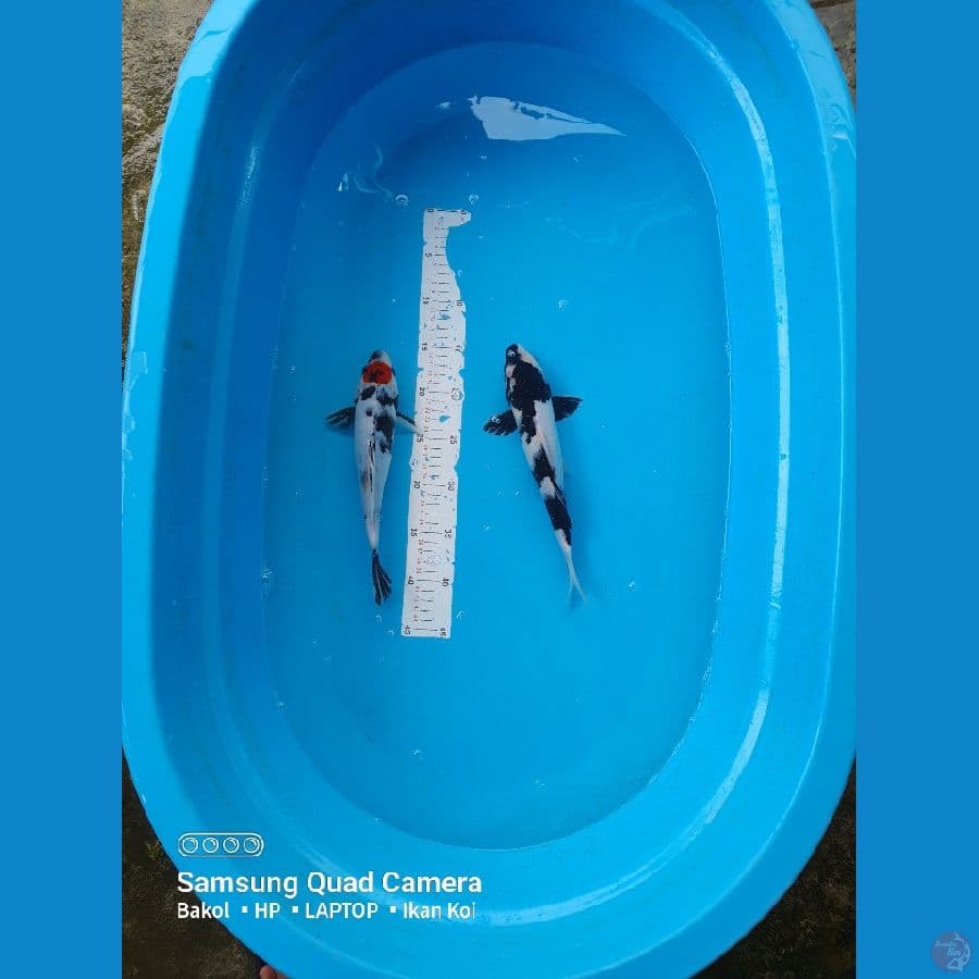 shoa 25-28cm