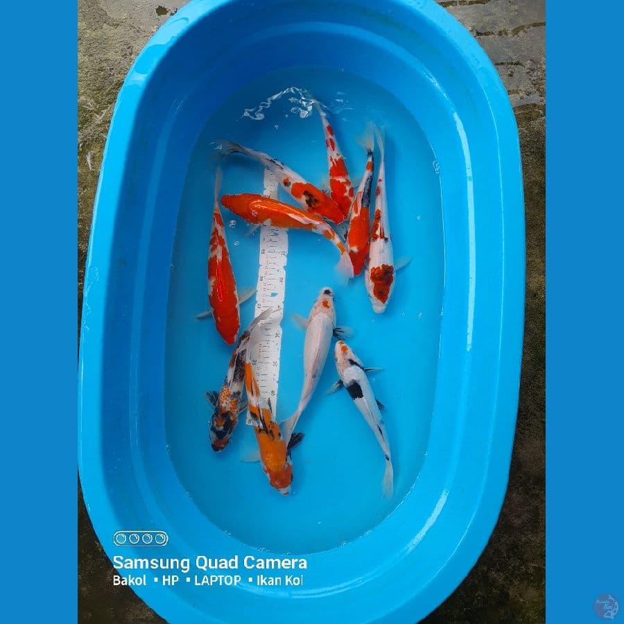 mix 10 ekor 25-30cm