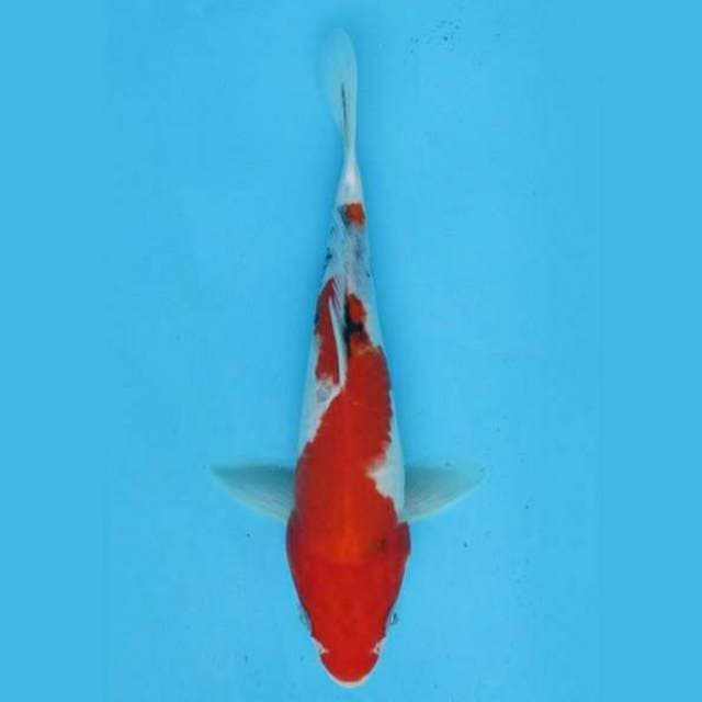 Near Koi - Sandan Menkaburi 23cm