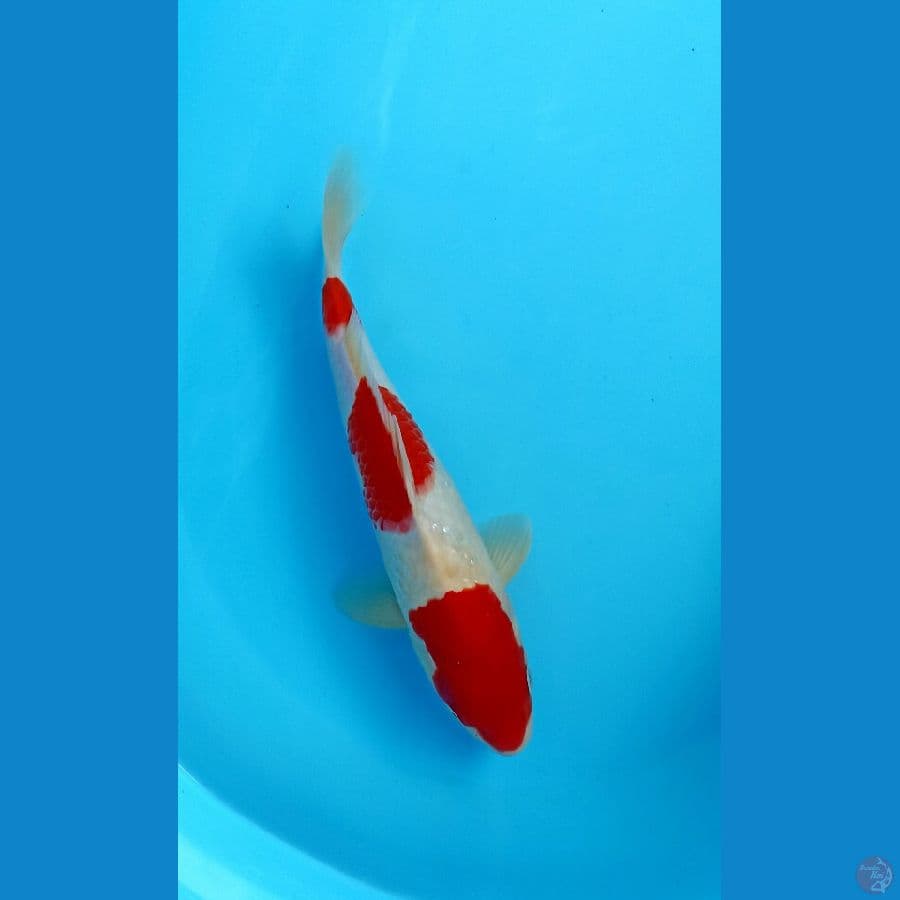 kohaku 28cm