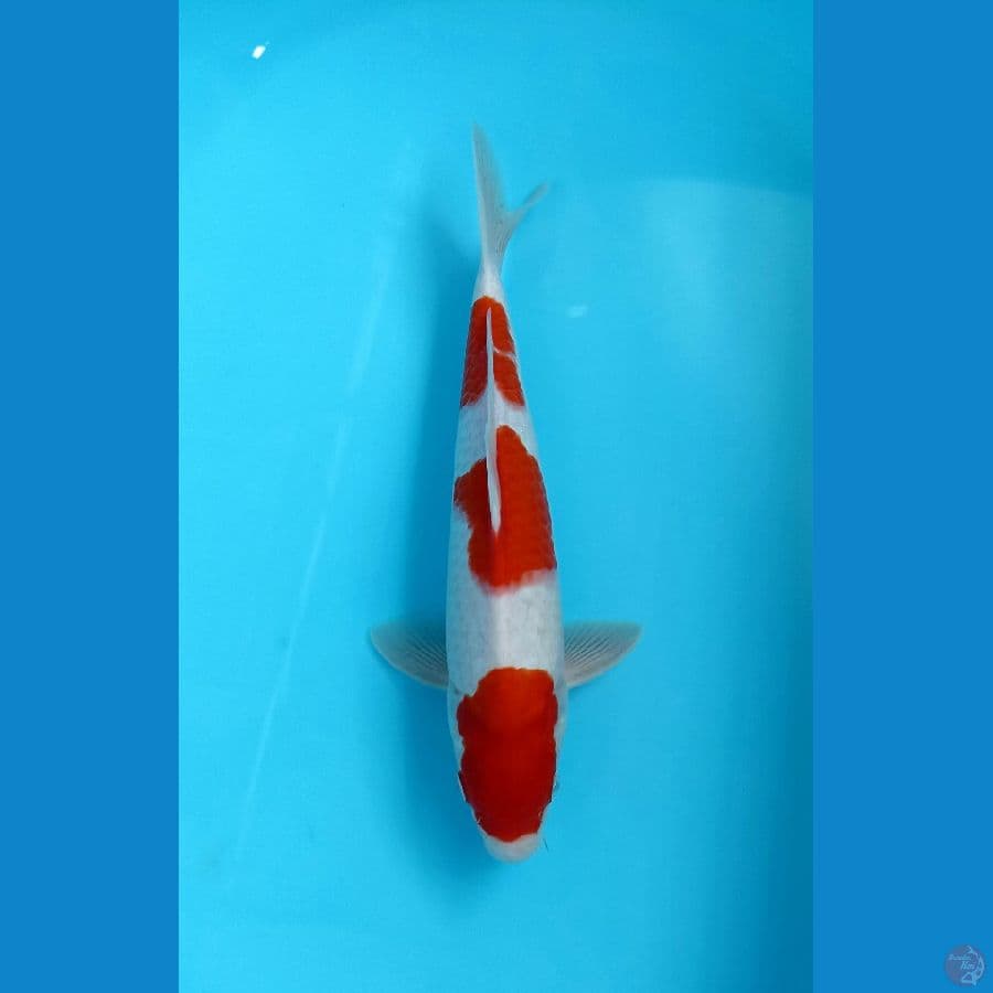 kohaku 32cm