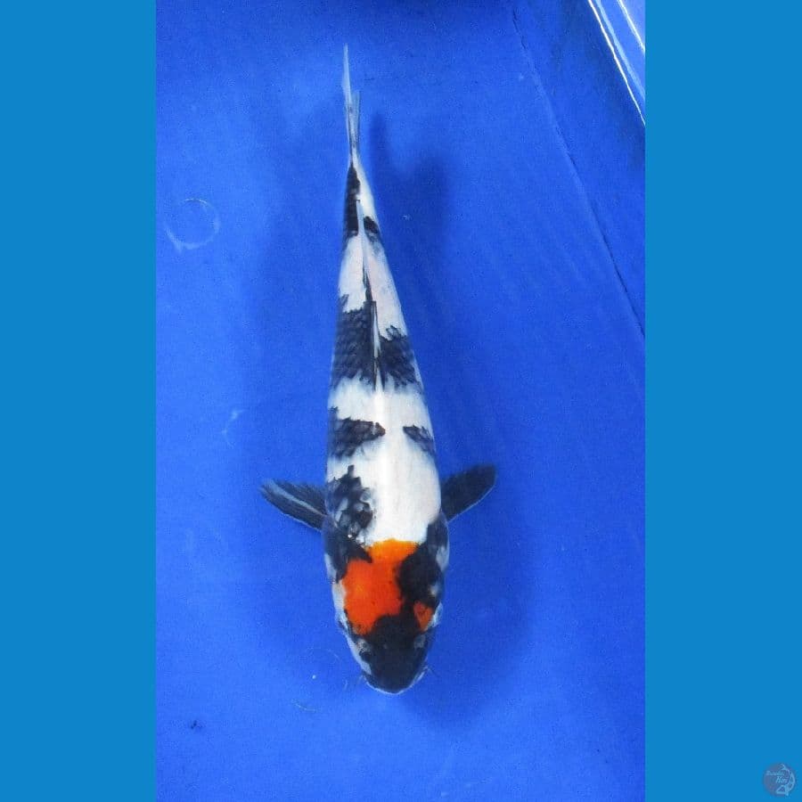 tancho showa ±27cm