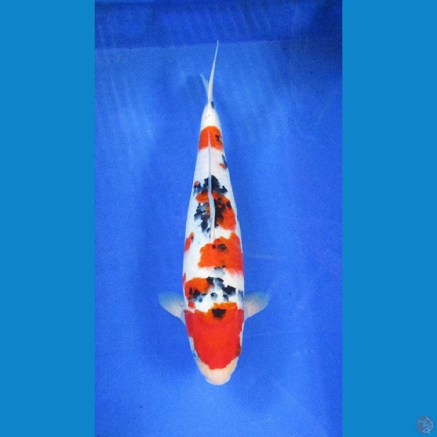 sanke ±38cm