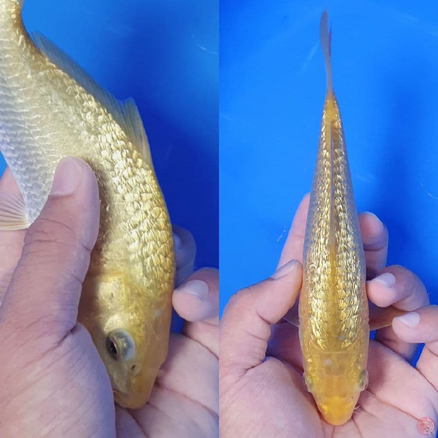 Karamel 18cm Ginrin, Bahan keep joss/full ginrin