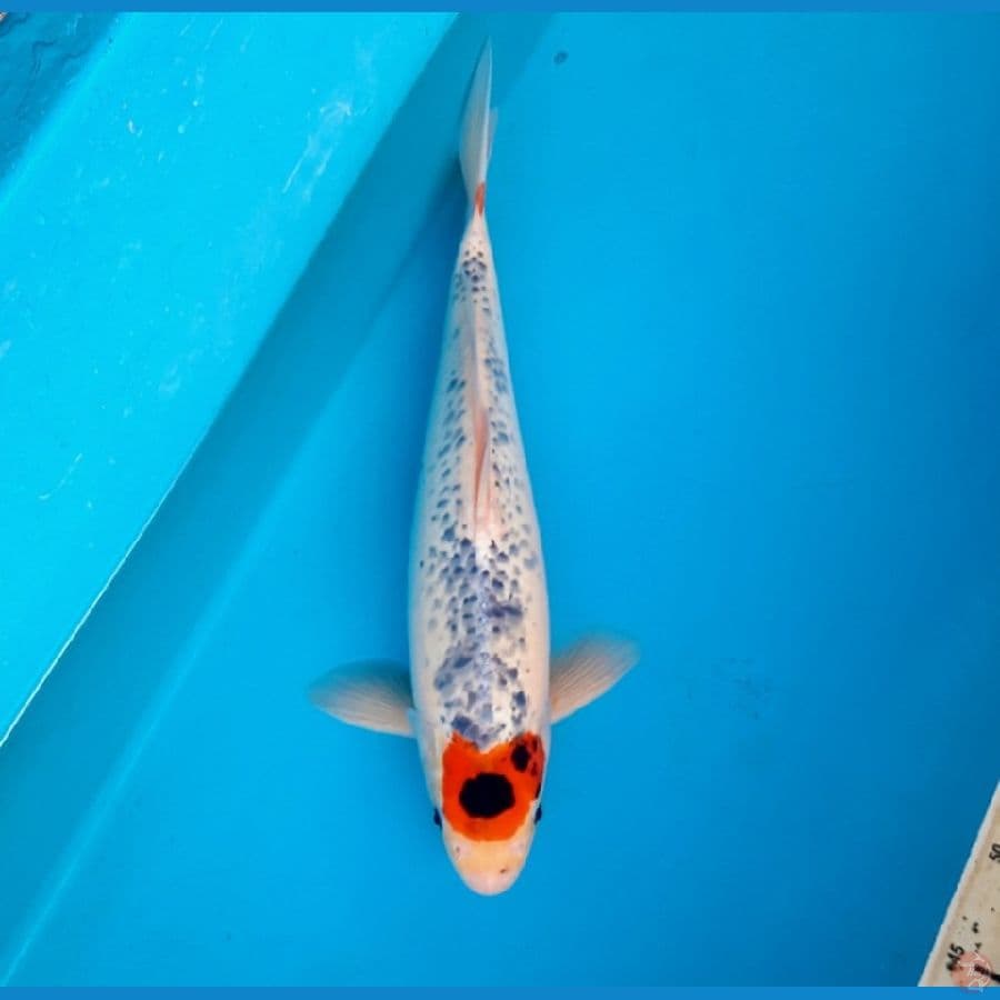 Tancho Goshiki 42cm/M