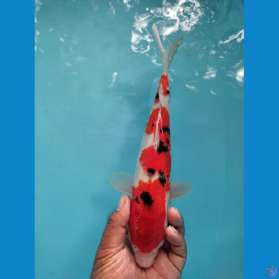 sanke male 32 cm