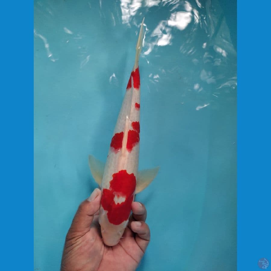 kohaku ory 34 cm male