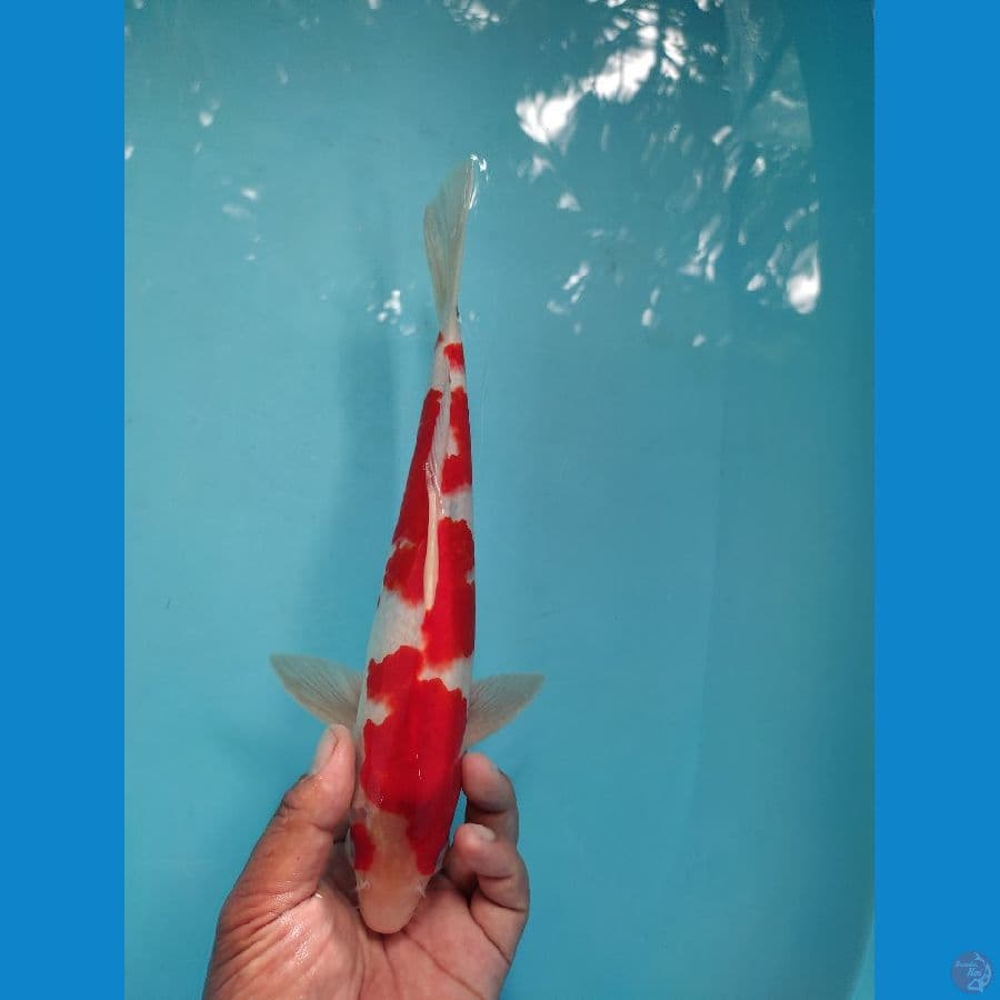 shubosumi 29 cm male