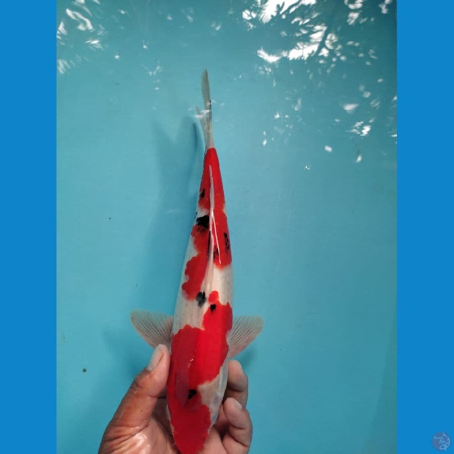 nazuma ori 33 cm