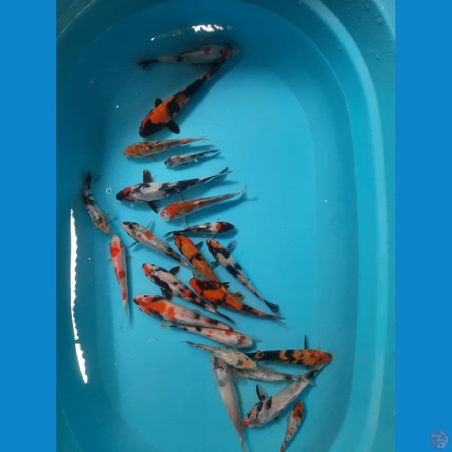 mix koi | 10-21 cm | uncheck